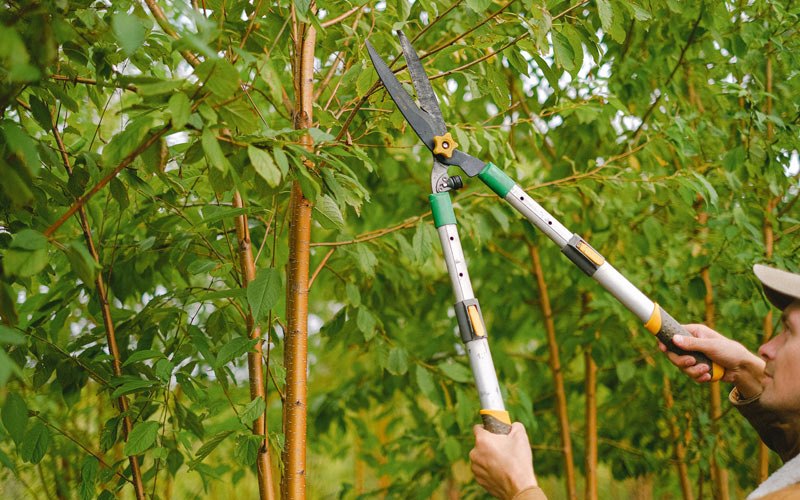 Tree trimming in Netawaka, KS